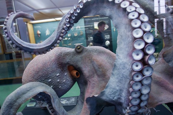 Kraken зеркало krakens13 at